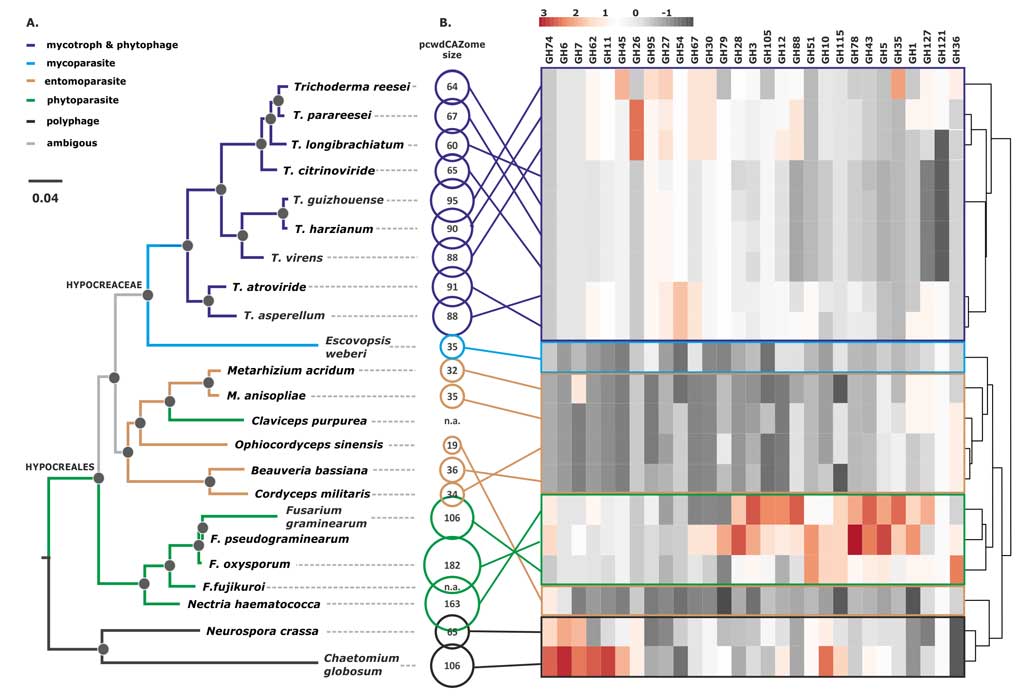 Druzhinina et al. 2018 Massive lateral transfer of genes encoding plant ...