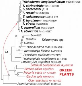Druzhinina et al. 2018 Massive lateral transfer of genes encoding plant ...