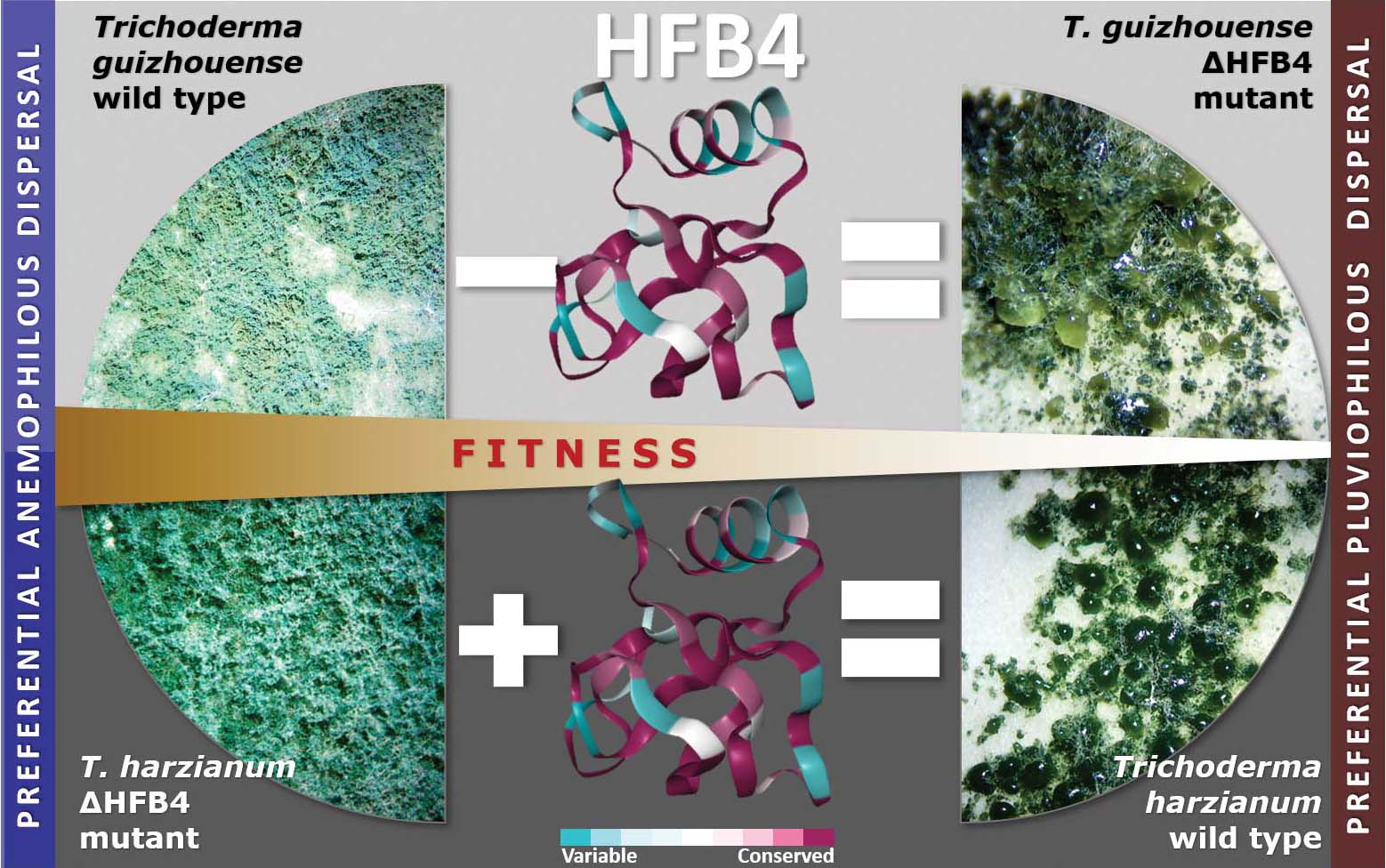 The role of HFB4 in Trichoderma fitness