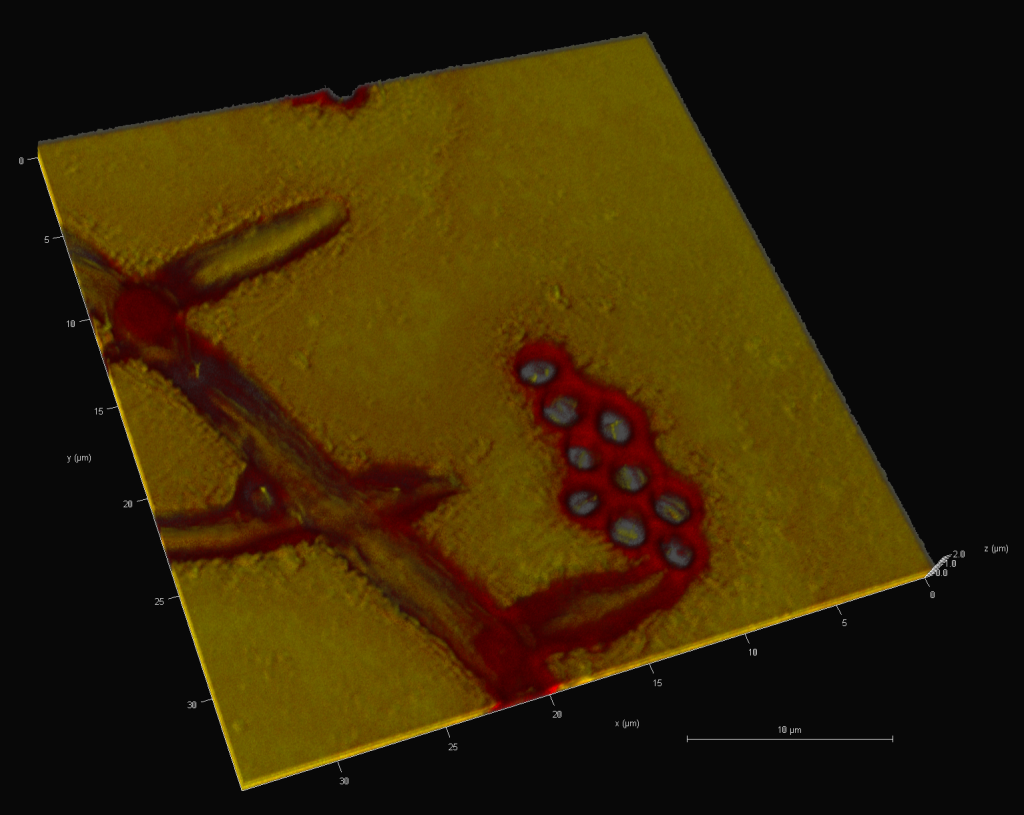 Fluorescently labeled HFB4 (red) and HFB10 (yellow) covering the mature conidiophore of Trichoderma guizhouense. Image credit: Feng Cai, Irina S. Druzhinina, 2019