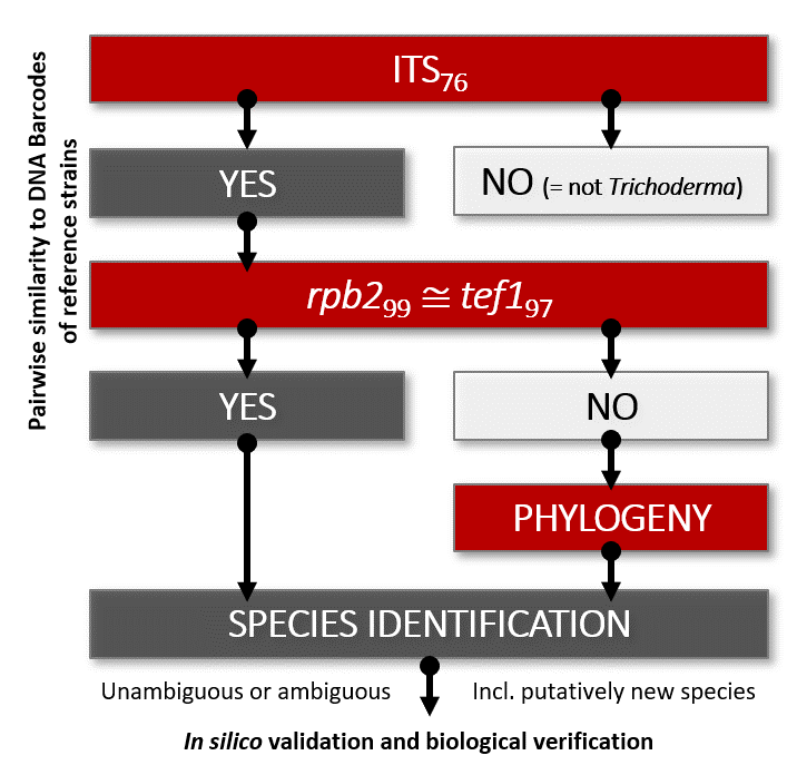 Protocol for molecular identification of Trichoderma